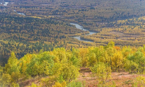 Autumn coloured Birch forest with river