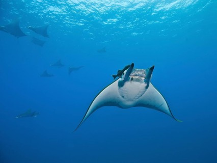 Sicklefin Devil Rays or Box Rays (Mobula tarapacana)