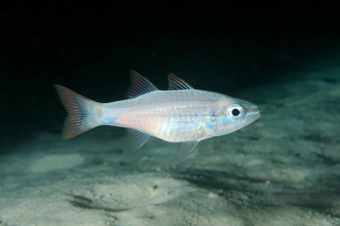 Cardinalfish (Cheilodipterus sp)