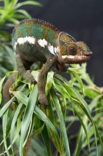 Panther Chameleon (Furcifer pardalis)