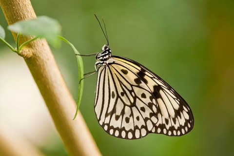Paper Kite or Large Tree Nymph (Idea leuconoe)