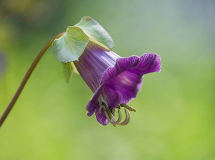 Mexican Ivy (Cobaea scandens)