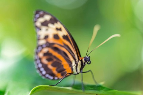 Heliconian Butterfly or Longwing Butterfly (Heliconius xanthocles)