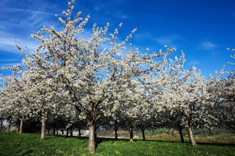 Cherry trees in full blossom