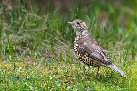 Mistle Thrush (Turdus viscivorus)