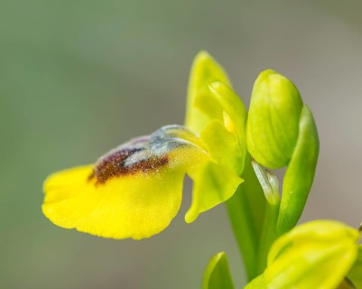 Yellow Ophrys (Ophrys amarilla)