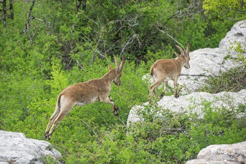 Spanish Ibexes (Capra pyrenaica hispanica)