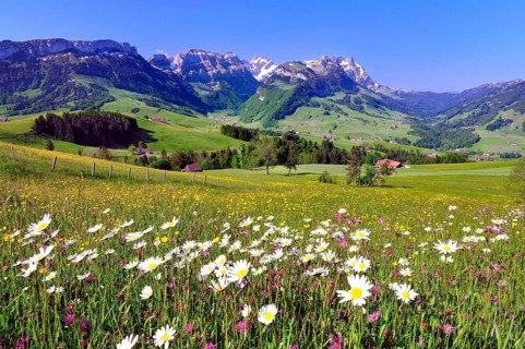 Flower meadow in the Appenzell region