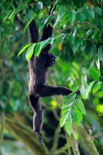 Black-handed Gibbon or Agile Gibbon (Hylobates agilis)