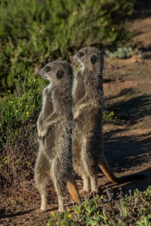 Two Meerkats (Suricata suricatta)