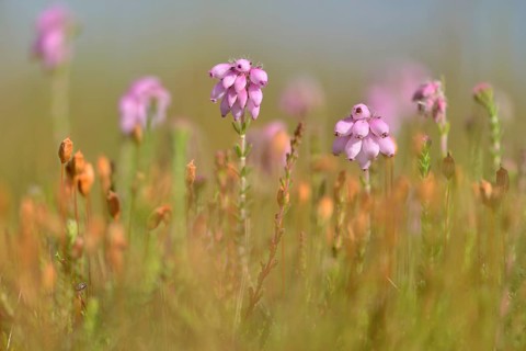 Cross-leaved Heath (Erica tetralix)