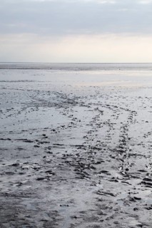 Tracks in the wadden sea