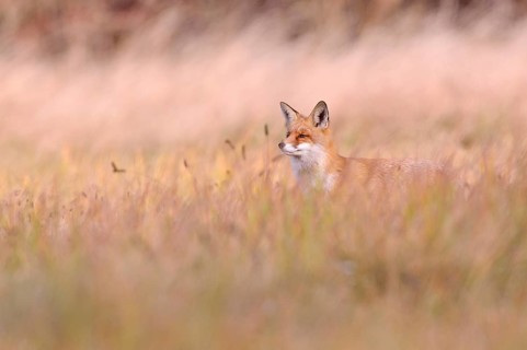 Red Fox (Vulpes vulpes) on a meadow in autumn