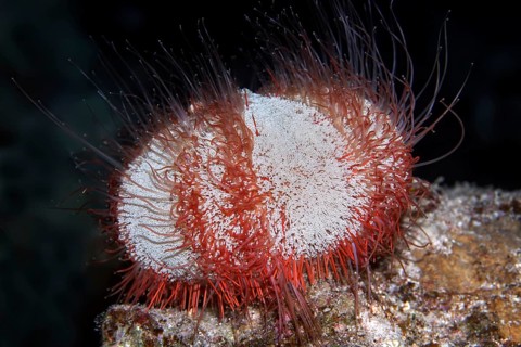Nocturnal Collector urchin (Tripneustes gratilla)
