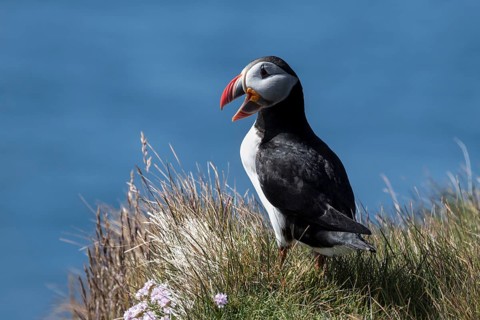 Puffin (Fratercula arctica)