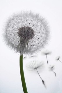 Dandelion clock (Tataxacum sp.) losing seeds in the wind