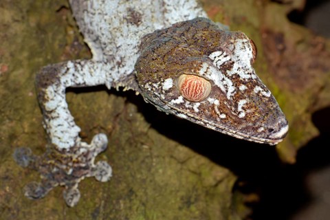 Giant Leaf-tailed Gecko (Uroplatus fimbriatus)