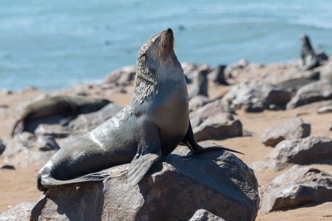Brown Fur Seal or Cape Fur Seal (Arctocephalus pusillus)
