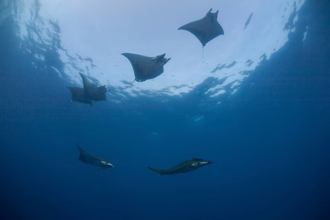 Sicklefin Devil Rays or Box Rays (Mobula tarapacana)