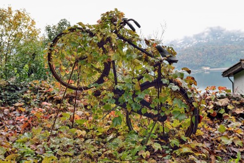 Virginia Creeper (Parthenocissus tricuspidata) overgrown on an old bicycle