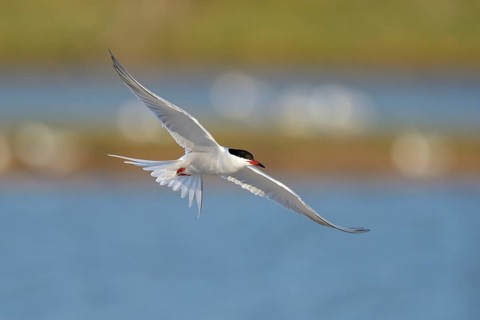 Common Tern (Sterna hirundo) in flight over a nesting colony