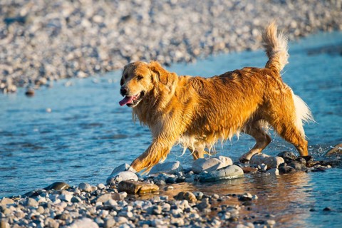 Golden Retriever