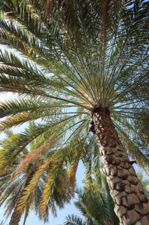 Date Palm (Phoenix dactylifera)