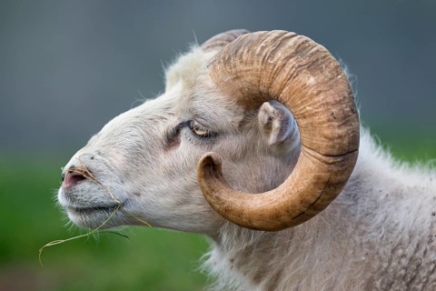Ram