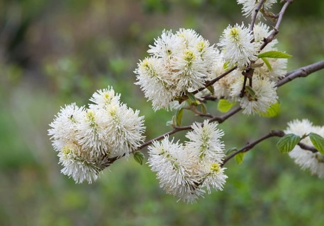 Mountain Witch Alder (Fothergilla major)