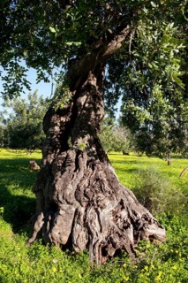 Old Evergreen Oak (Quercus ilex) on flowering clover meadow