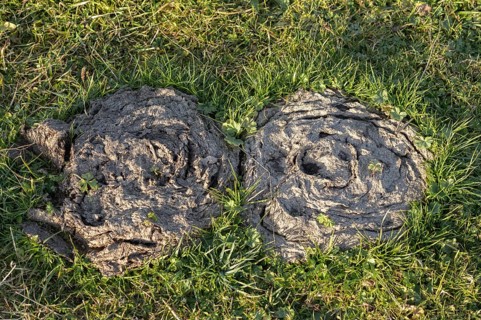Two cowpats on meadow