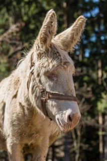 Domestic Donkey (Equus asinus asinus)