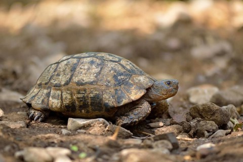 Spur-thighed Tortoise or Greek Tortoise (Testudo graeca terrestris)