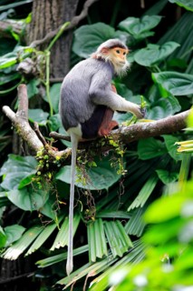 Douc Langur or Red-shanked Douc (Pygathrix nemaeus)