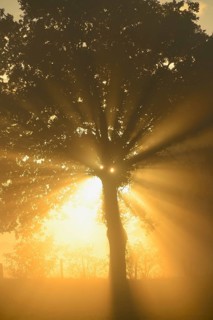 Sun rays in a tree