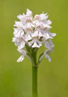 Three-toothed Orchid (Neotinea tridentata)