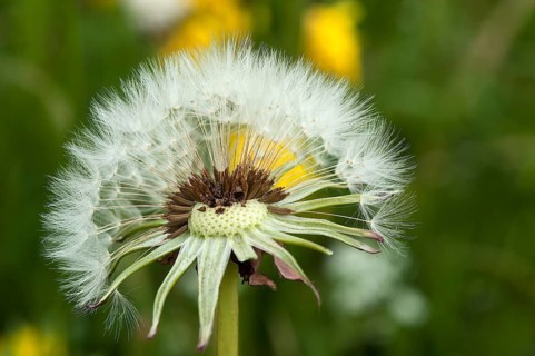 Dandelion clock (Taraxacum sect. Ruderalia)