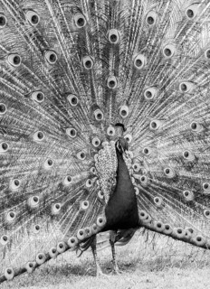 Blue Peacock (Pavo cristatus) displaying its plumage