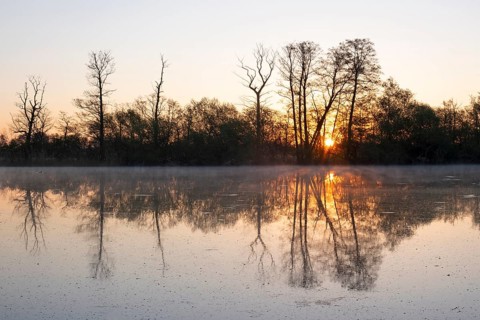 Trees reflected in the water at sunrise