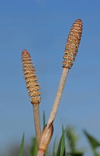 Horsetail (Equisetum arvense)