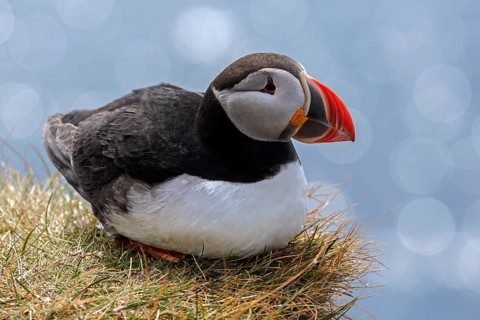 Puffin (Fratercula arctica)