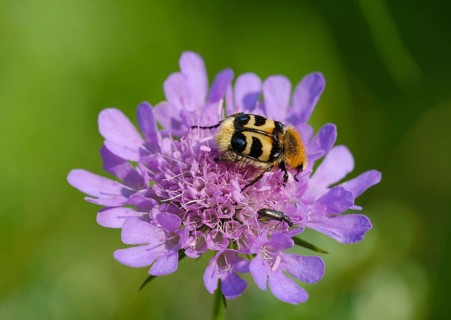 Bee beetle (Trichius fasciatus) on flower of Pigeon scabious (Scabiosa columbaria)