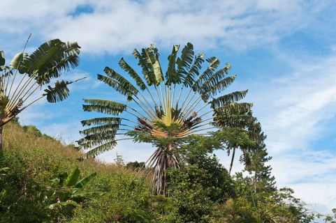 Traveller's Tree or Traveller's Palm (Ravenala madagascariensis) in its natural habitat near Manakara