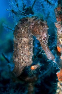 Sea Pony (Hippocampus fuscus)