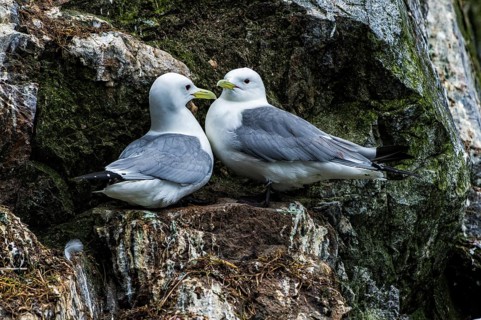Black-legged Kittiwakes (Rissa tridactyla) perched on the cliffs