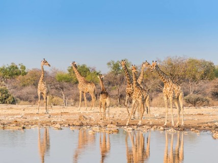 Giraffes (Giraffa camelopardis)