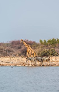 Giraffe (Giraffa camelopardis) and Burchell's Zebraa (Equus quagga burchellii)