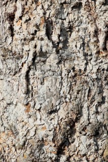 Bark of a Plane Tree (Platanus)