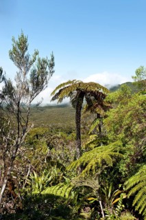 Tropical vegetation