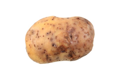 Potato